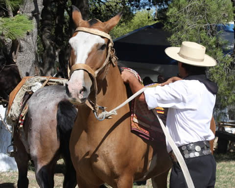 Fiesta Provincial Día Nacional del Gaucho