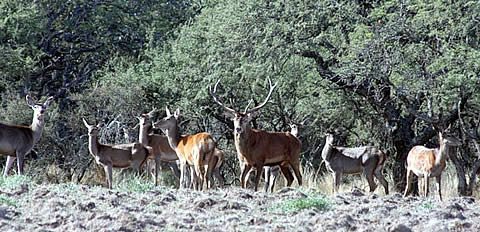 Avistaje de Brama a pleno en la Reserva Provincial Parque Luro