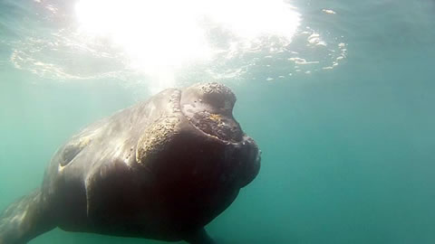 Avistaje submarino de ballenas en Chubut