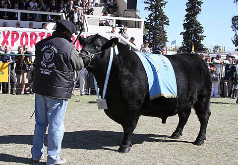 FOTO: Expo Rural Santa Rosa